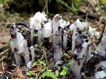 Monotropa uniflora also known as ghost plant Indian pipe or corpse plant