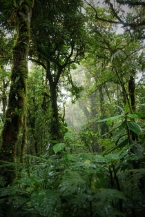 Monteverde Cloud Forest Reserve Costa Rica 