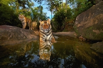 -month old female tiger Panthera tigris Bandhavgarh National Park in India Steve Winter National Geographic Creative 