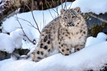 -month-old snow leopard enjoying the winter weather in Cairngorms National Park