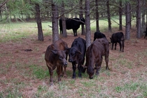 Months old calves on our farm in GA