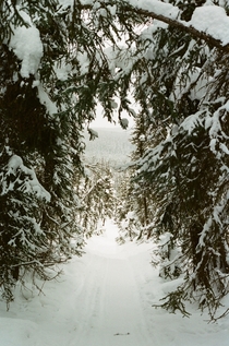 Moody trails in Alaskas Interior  Portra  mm Film