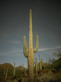 Moonlit saguaro cactus in Tucson Arizona 