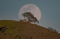 Moonrise behind a lone tree in the San Francisco Bay area 