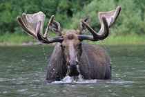 Moose in a lake - picture I took and was told you guys would enjoy 