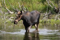 Moose in Jackson Hole Wyoming 