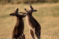 More Kangaroos Bickering Macropus giganteus 