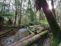 More of Russell Falls walking trail Tasmania Australia  x