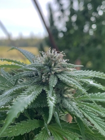 morning dew on the flower of a cannabis plant