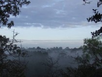 Morning Fog in the Canopy of the Ecuadorian Amazon 