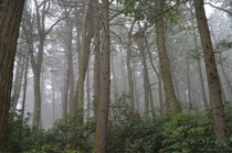 Morning Fog On The Appalachian Trail USA PANJ 