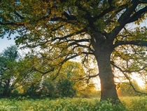 Morning Oak in the meadow Leighton Buzzard  x