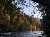 Morning sun exposing the beauty of the forest along the North Umpqua River in Oregon 