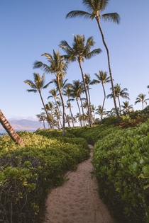 Morning walk on Maui 