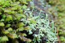 Moss and lichen Cladonia 