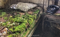 Moss comforter abandoned hotel 