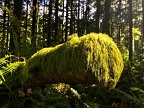 Moss covered log basking in the sun - Tiger Mountain WA 