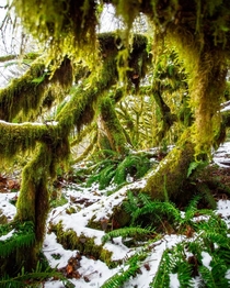 Moss ferns and snow in Olympic National Park a few years ago Washington US  ignatureprofessor