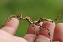 Moss Mimic Walkingstick 