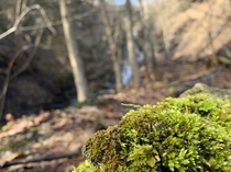 Moss on a rock Ithaca NY right outside Cornell University 