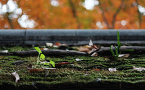 Mossy flora system on an old roof in Rikugien Japan 
