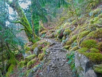 Mossy Trail near Bridal Veil Falls Washington 