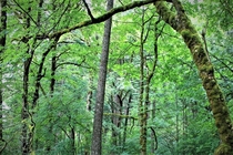 Mossy trees Oregon Inland near at Multnomah Falls 