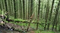 Mossy woods in Harlech WALES x 