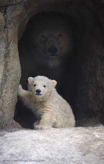 Mother and baby polar bear Photo by Sergei Gladyshev 