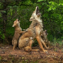 Mother coyote teaching her coyote pups how to howl