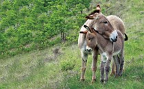 Mother donkey and her foal 