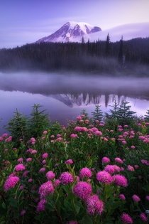 Mount Rainier being lit by some beautiful morning alpen glow during the wild flower bloom  IG JayKlassy
