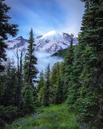 Mount Rainier is just too gorgeous I hope to climb it someday MRNP Washington USA 