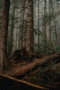 Mount Rainier National Park Washington 