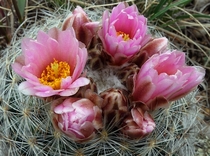 Mountain Ball Cactus - Pediocactus simpsonii 