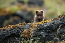 Mountain-Fox In Iceland By Einar Gudmann 