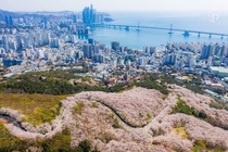 Mountain full of cherry blossoms overlooking the ocean Busan South Korea 