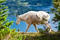 Mountain goat Oreamnos americanus nanny in Glacier Park Montana x photo Jerry Mercier