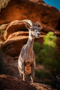Mountain goat perched on a cliff in Zion National Park