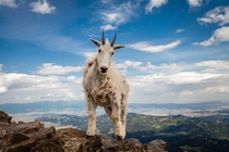 Mountain Goat  x