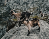 Mountain goats Asturias Spain Photo credit to Alejandro Luengo