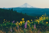Mountain Lupine and Mt Hood - Rowena Crest Oregon 