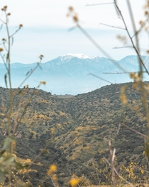 Mt Baldy in Southern California as seen from Chino Hills State Park 