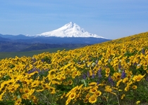 Mt Hood from Sevenmile Hill Oregon  x