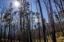Mt Hotham Victoria Australia- After the fires comes regrowth 