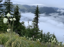 Mt Rainier wilderness area in WashingtonOCRes  x 