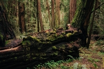 Muir Woods Forest CA 