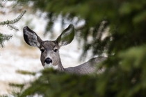 Mule Deer in Alberta Canada OC  x