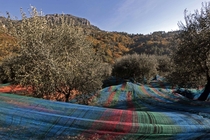 Multi-coloured nets used to harvest olives near the village of Castagniers France 