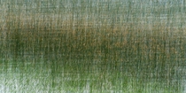 Multiple exposure of reeds in a lake in Uruguay 